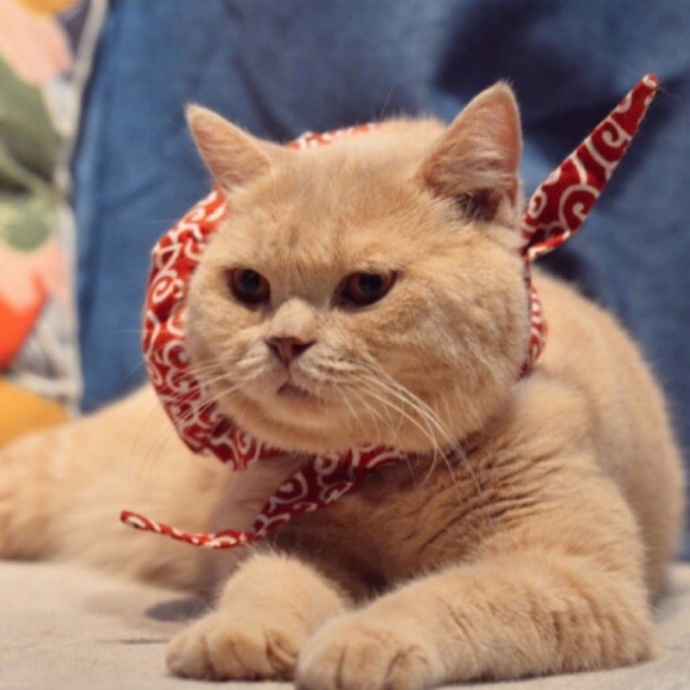 萌宠猫咪图片_日常吸猫图片喵星人可爱图片