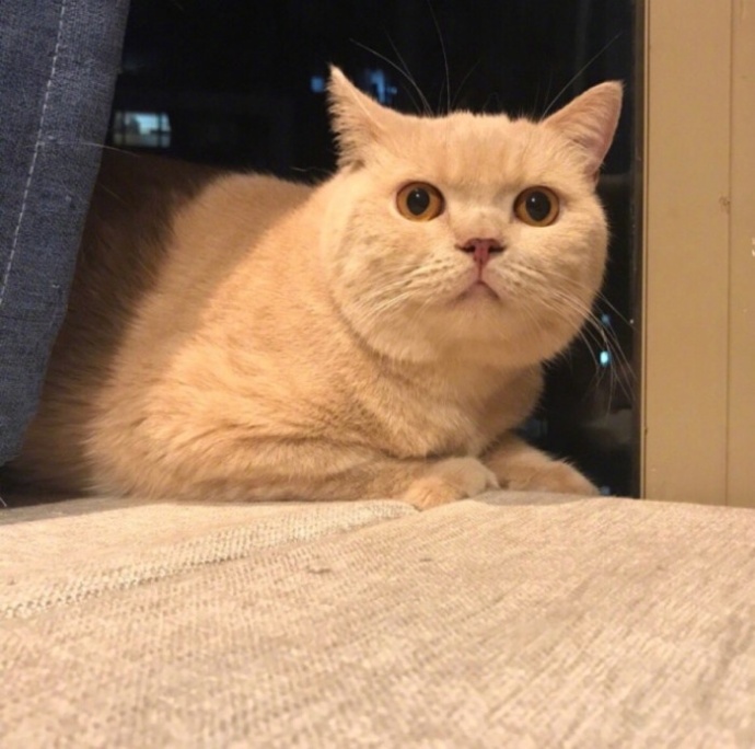 萌宠猫咪图片_日常吸猫图片喵星人可爱图片