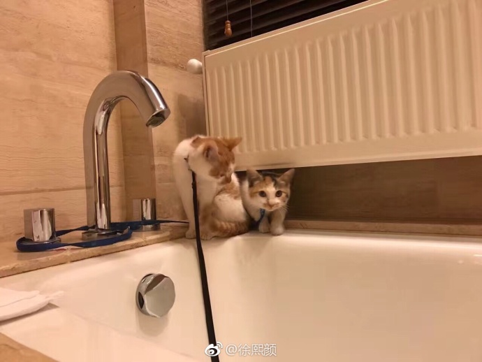 萌宠猫咪图片_幼小的喵星人图片