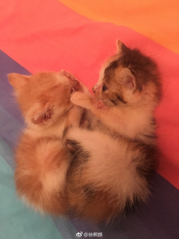 萌宠猫咪图片_幼小的喵星人图片