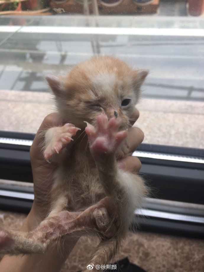 萌宠猫咪图片_幼小的喵星人图片