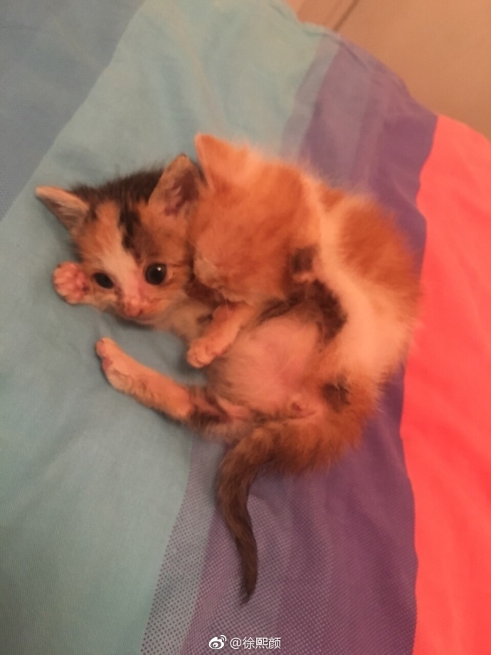 萌宠猫咪图片_幼小的喵星人图片