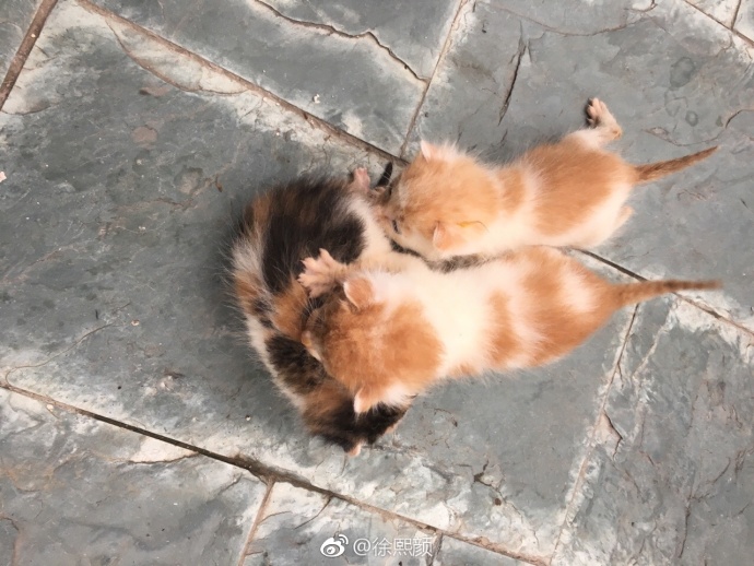 萌宠猫咪图片_幼小的喵星人图片