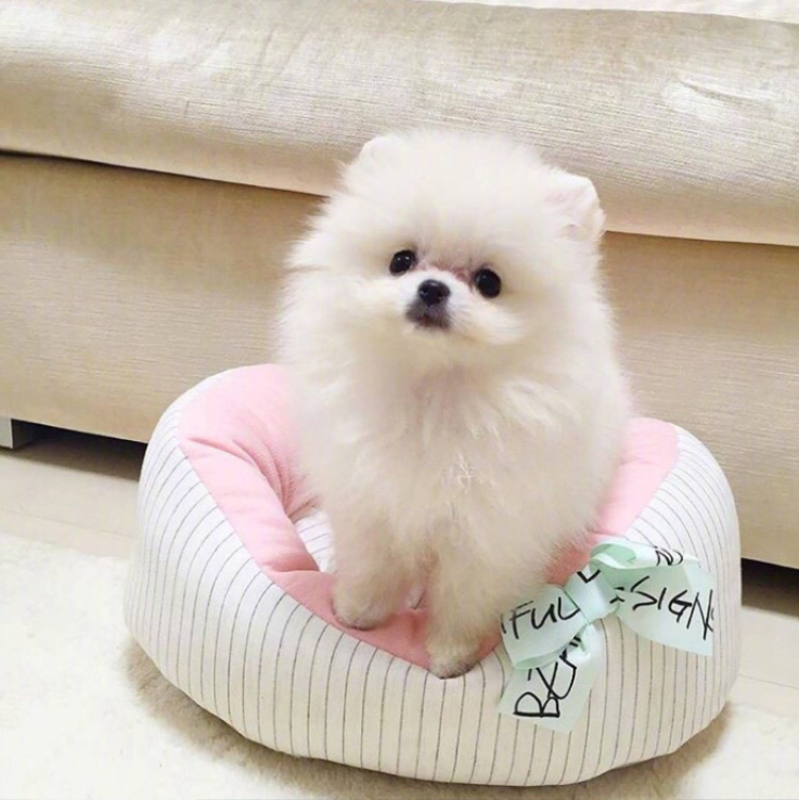 萌宠狗狗图片_可爱的小博美犬图片