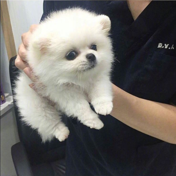 萌宠狗狗图片_可爱的小博美犬图片