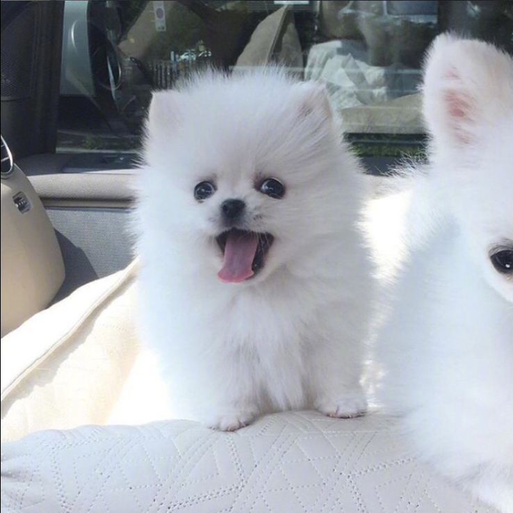 萌宠狗狗图片_可爱的小博美犬图片