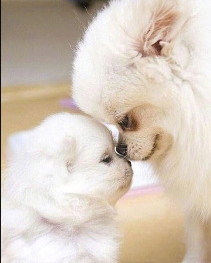 萌宠狗狗图片_可爱的小博美犬图片