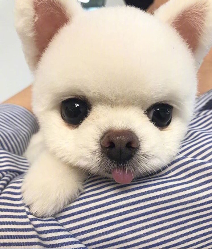 萌宠狗狗图片_可爱的小博美犬图片