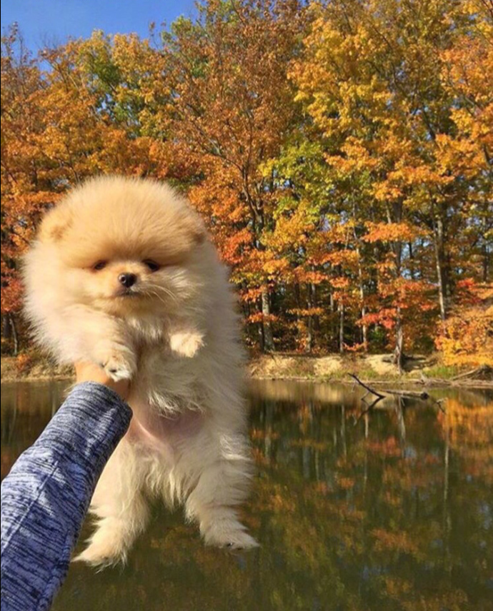 萌宠狗狗图片_可爱的小博美犬图片