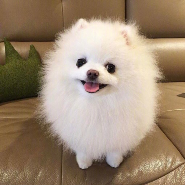 萌宠狗狗图片_可爱的小博美犬图片
