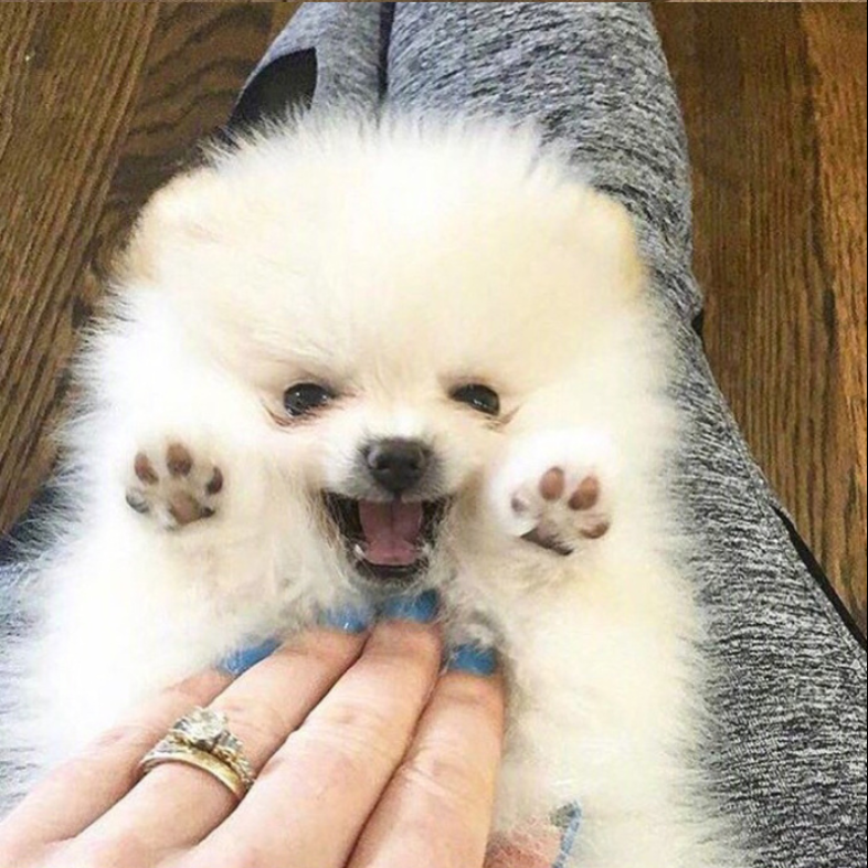 萌宠狗狗图片_可爱的小博美犬图片