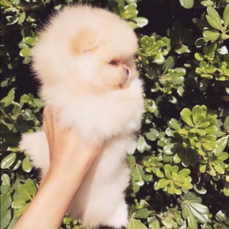 萌宠狗狗图片_可爱的小博美犬图片