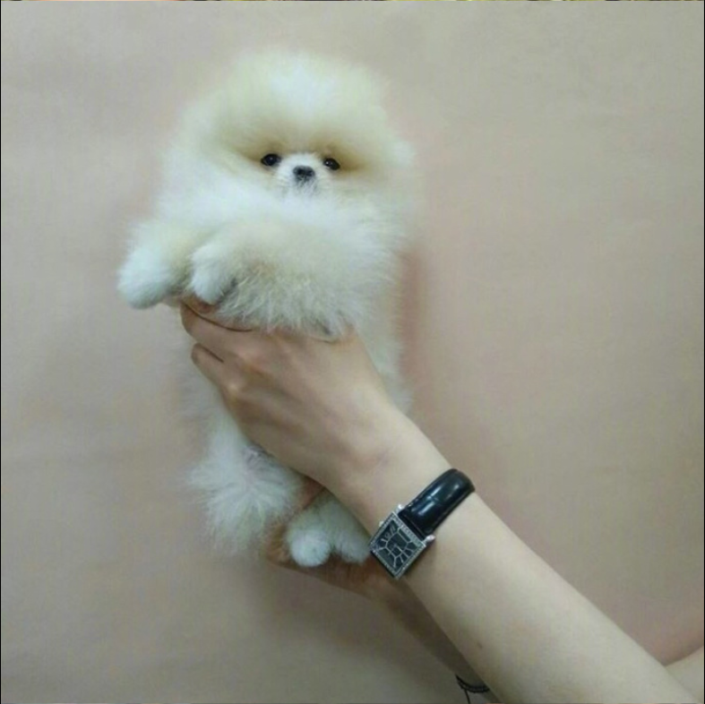 萌宠狗狗图片_可爱的小博美犬图片