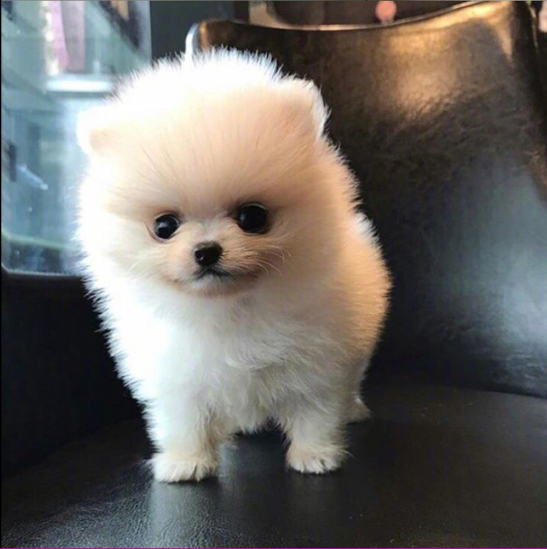 萌宠狗狗图片_可爱的小博美犬图片