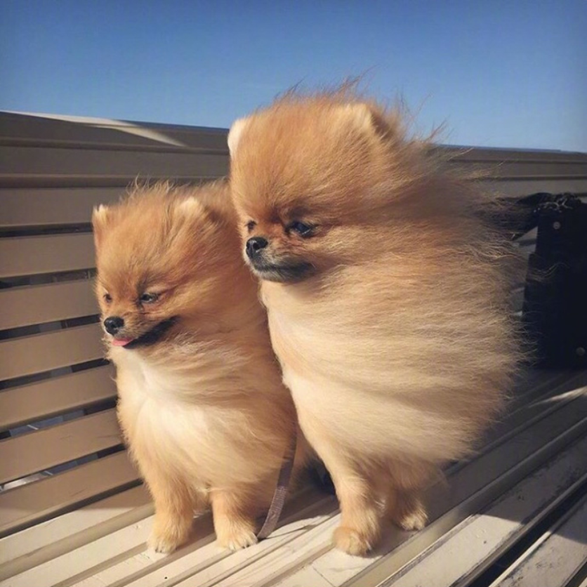 萌宠狗狗图片_可爱的小博美犬图片