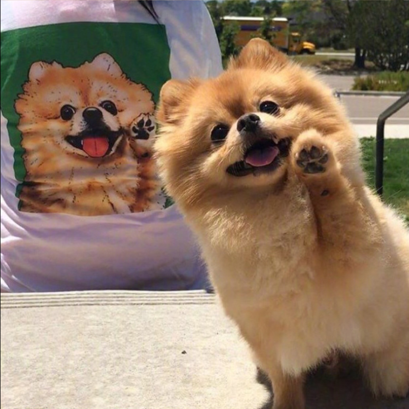 萌宠狗狗图片_可爱的小博美犬图片