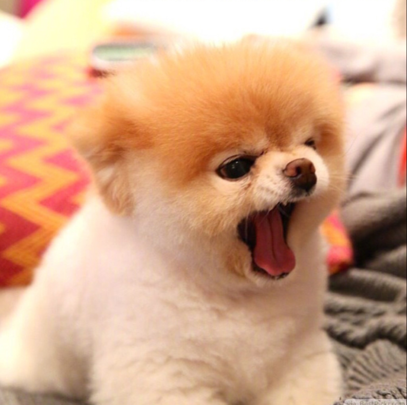 萌宠狗狗图片_可爱的小博美犬图片