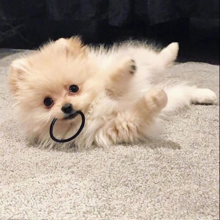 萌宠狗狗图片_可爱的小博美犬图片