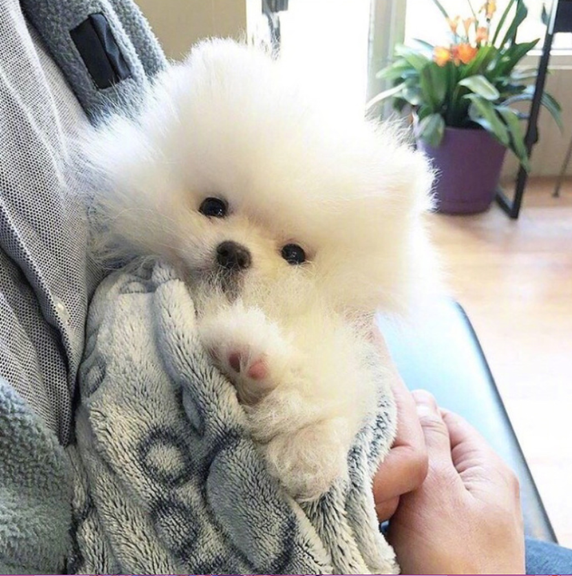 萌宠狗狗图片_可爱的小博美犬图片
