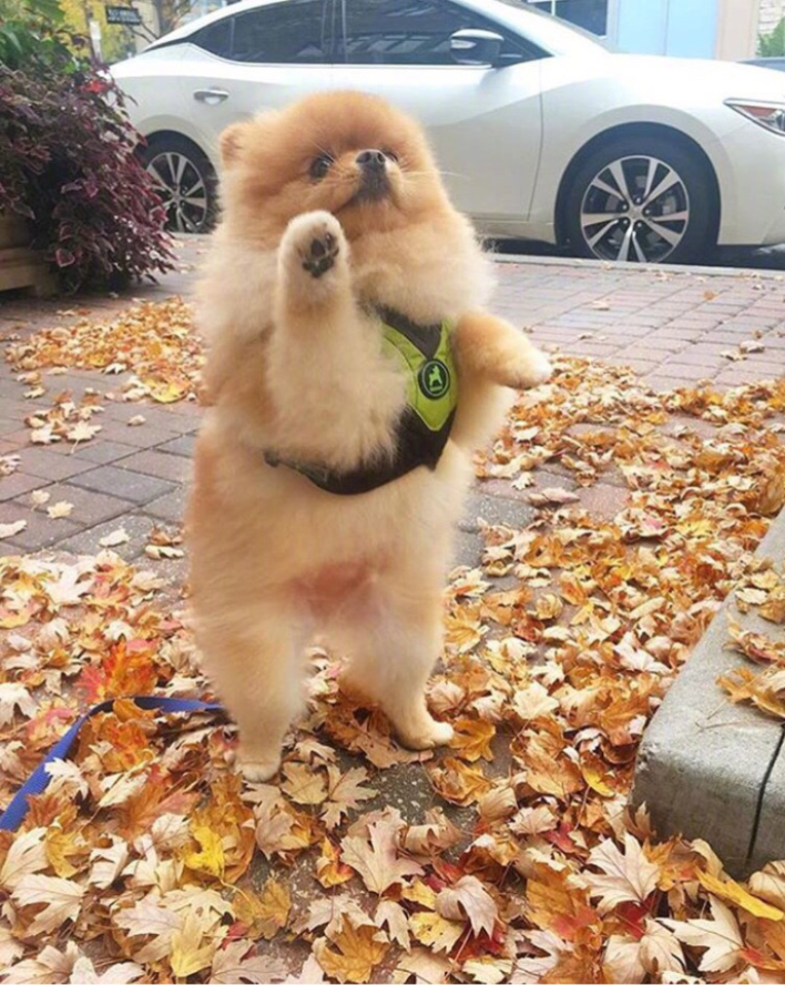 萌宠狗狗图片_可爱的小博美犬图片