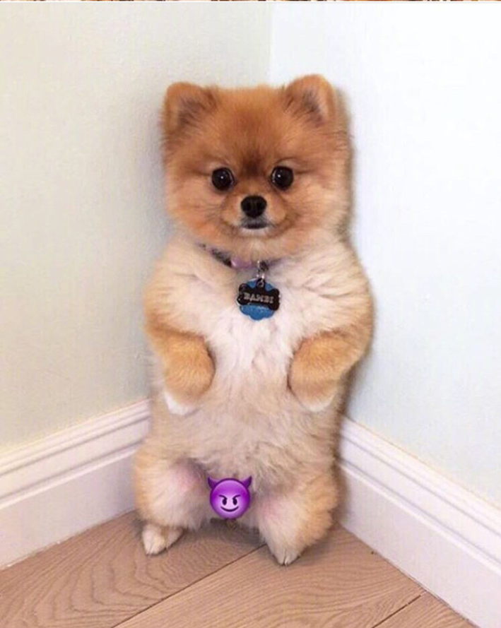 萌宠狗狗图片_可爱的小博美犬图片