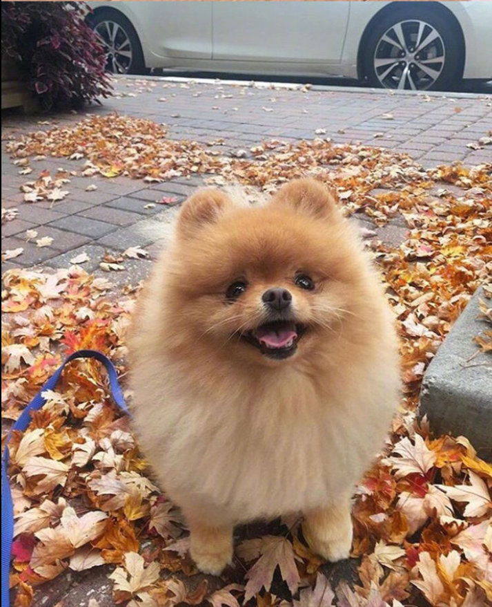 萌宠狗狗图片_可爱的小博美犬图片