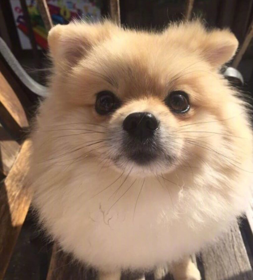 萌宠狗狗图片_可爱的小博美犬图片