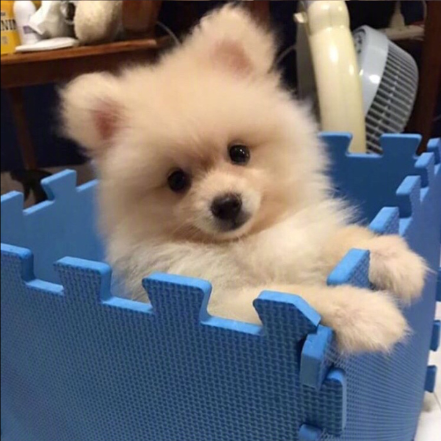 萌宠狗狗图片_可爱的小博美犬图片