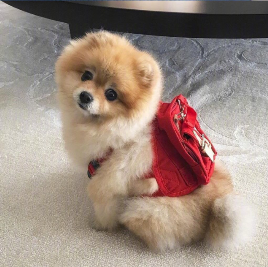 萌宠狗狗图片_可爱的小博美犬图片