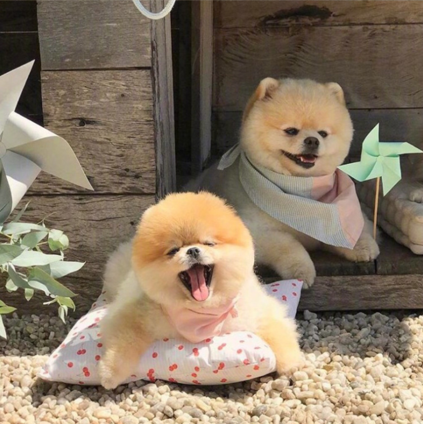 萌宠狗狗图片_可爱的小博美犬图片