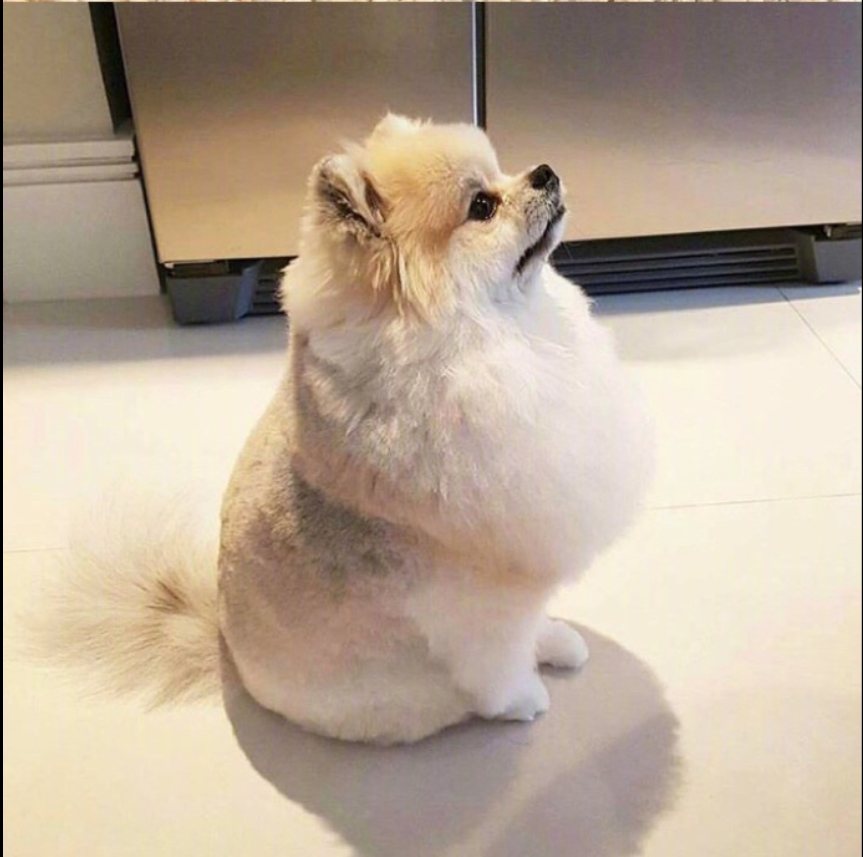 萌宠狗狗图片_可爱的小博美犬图片