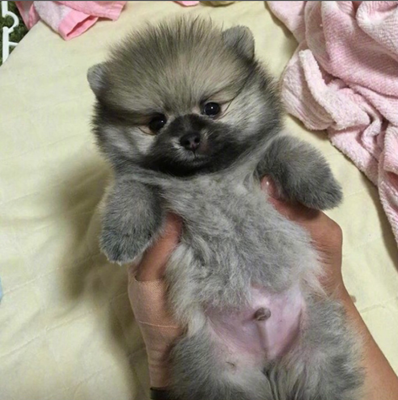 萌宠狗狗图片_可爱的小博美犬图片