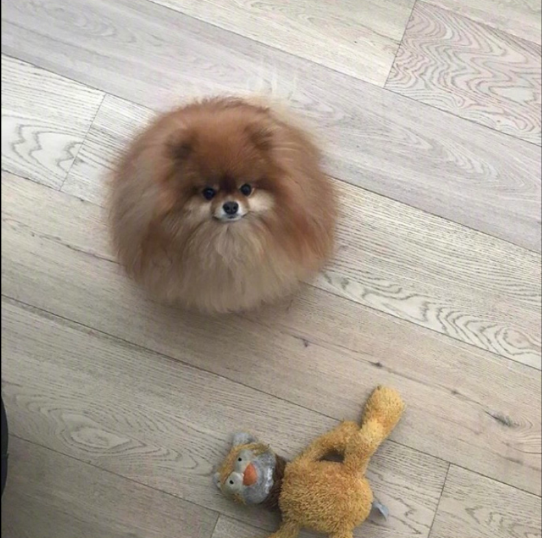 萌宠狗狗图片_可爱的小博美犬图片
