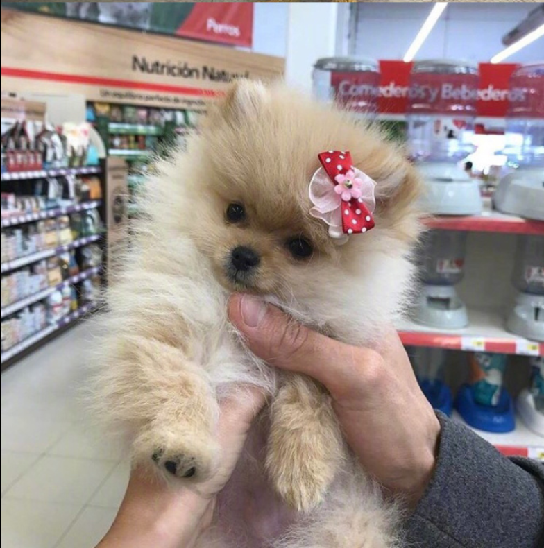 萌宠狗狗图片_可爱的小博美犬图片