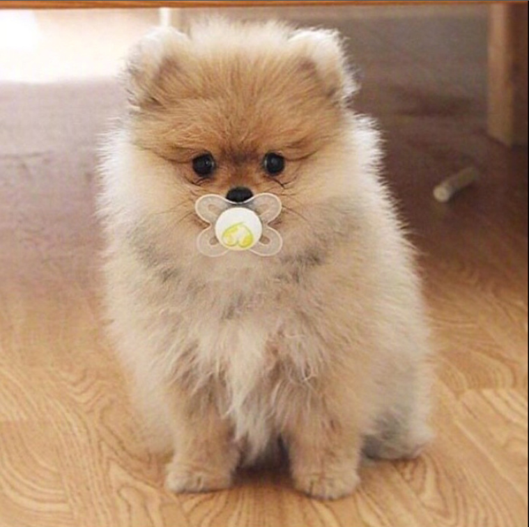 萌宠狗狗图片_可爱的小博美犬图片