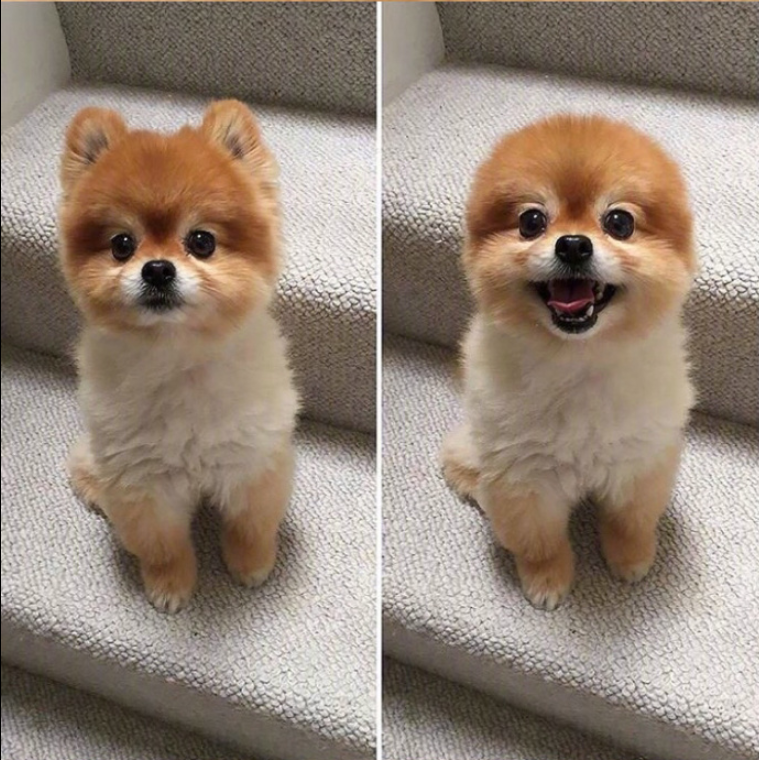 萌宠狗狗图片_可爱的小博美犬图片