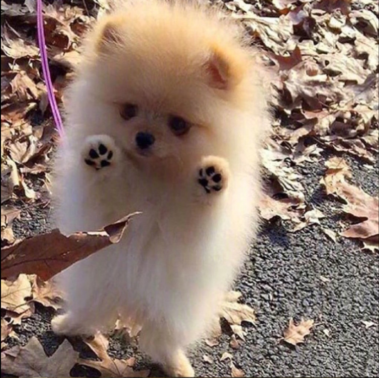 萌宠狗狗图片_可爱的小博美犬图片