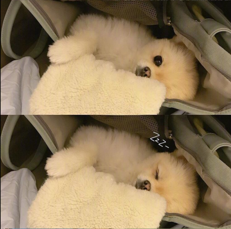 萌宠狗狗图片_可爱的小博美犬图片