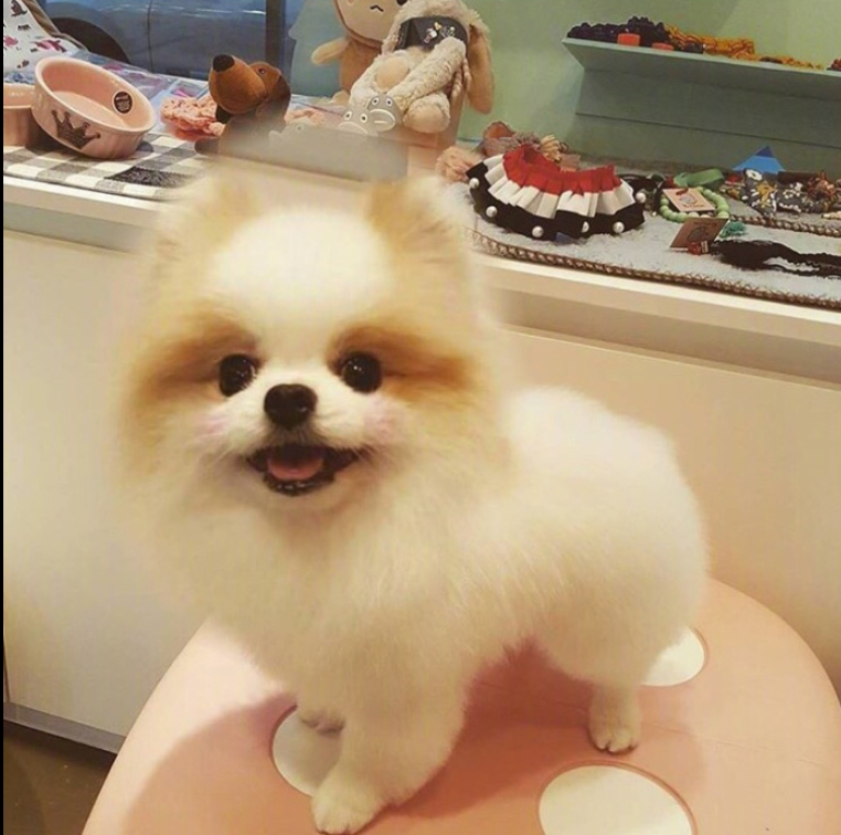 萌宠狗狗图片_可爱的小博美犬图片