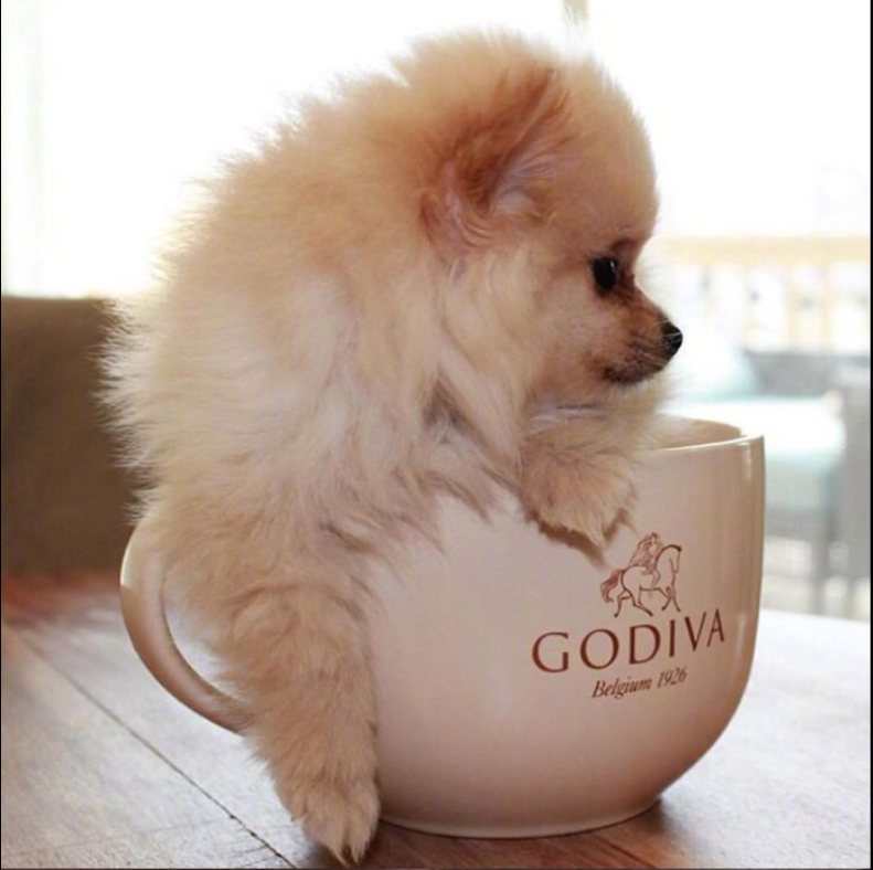萌宠狗狗图片_可爱的小博美犬图片