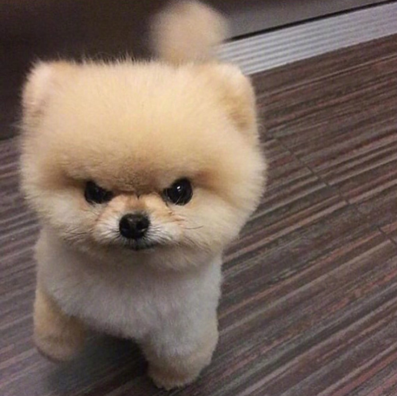 萌宠狗狗图片_可爱的小博美犬图片