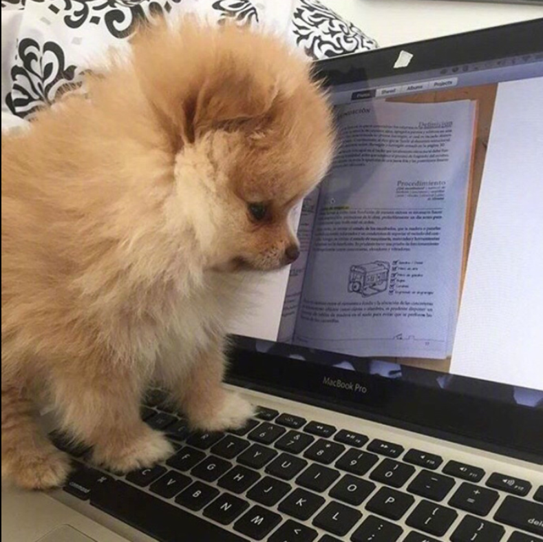 萌宠狗狗图片_可爱的小博美犬图片