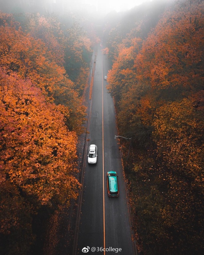 马路两旁的秋色风景图片_让心灵去旅行