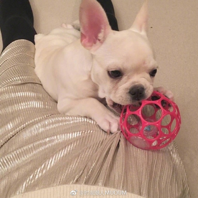 呆萌法斗宝宝图片_萌宠法国斗牛犬图片