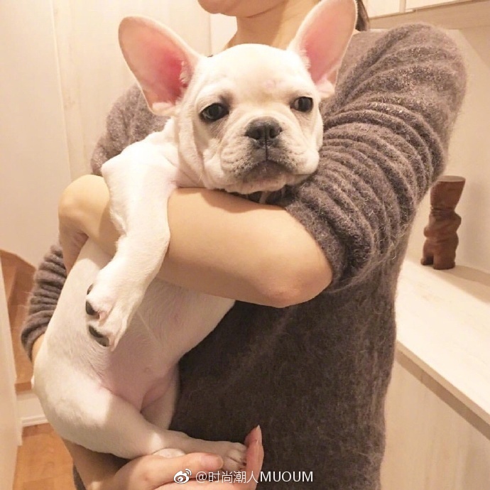 呆萌法斗宝宝图片_萌宠法国斗牛犬图片
