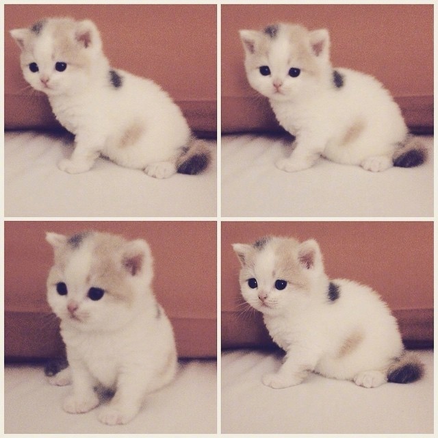 超级软萌的小奶猫图片心都要化了 ​