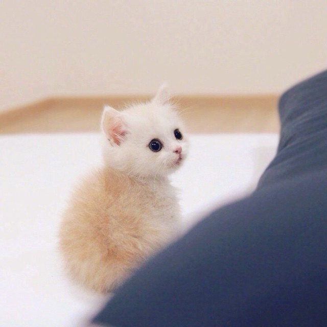 超级软萌的小奶猫图片心都要化了 ​