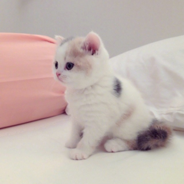 超级软萌的小奶猫图片心都要化了 ​