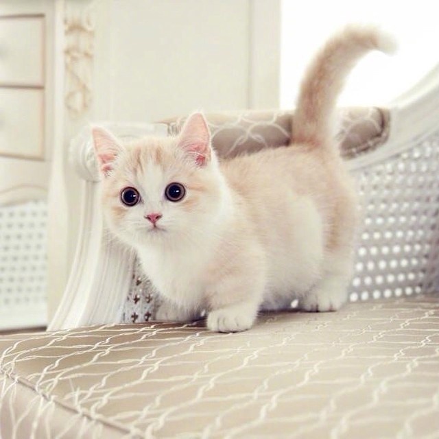 超级软萌的小奶猫图片心都要化了 ​