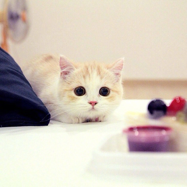 超级软萌的小奶猫图片心都要化了 ​